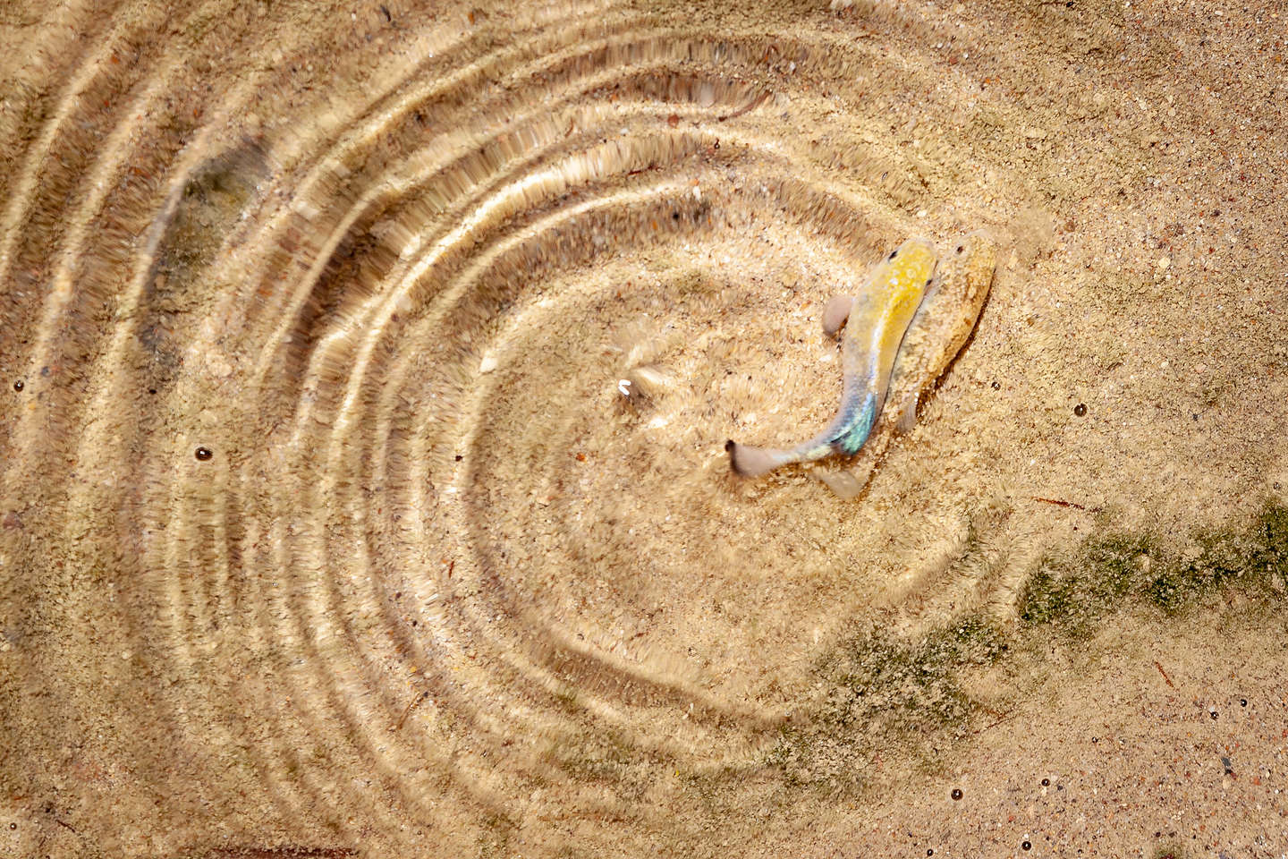 Mating pupfish at Salt Creek Mating pupfish at Salt Creek