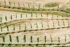 Young olive grove in Ronda