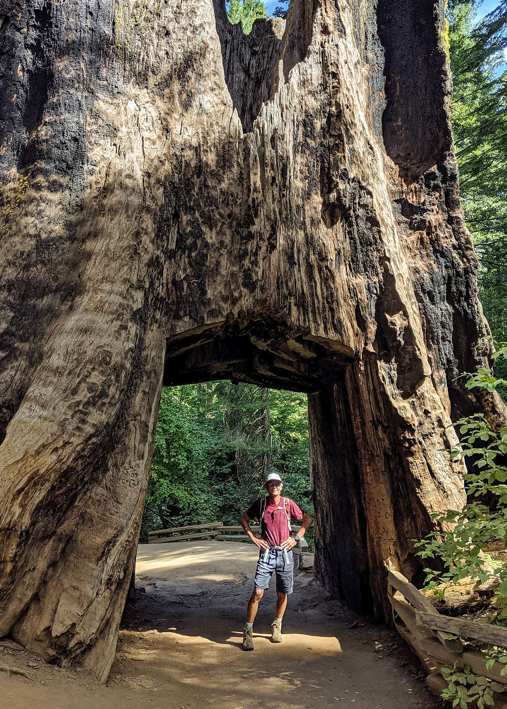 Tunnel tree in Tuolumne Grove