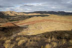 View from the Painted Hills Overlook