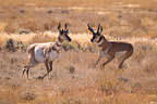 Pronghorn Antelope of Hart Mountain Wildlife Refuge