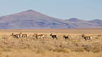 Pronghorn Antelope of Hart Mountain Wildlife Refuge