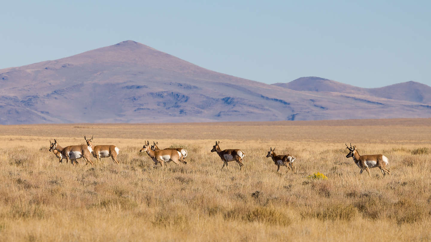 Pronghorn Antelope of Hart Mountain Wildlife Refuge Pronghorn Antelope of Hart Mountain Wildlife Refuge