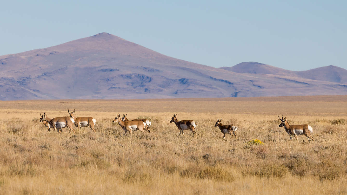 Pronghorn Antelope of Hart Mountain Wildlife Refuge