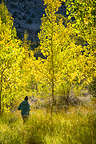 Hilda wandering through the aspen grove at Convict Lake