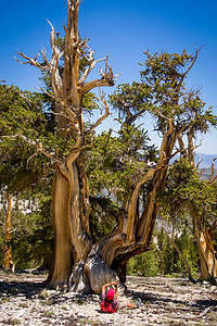 Lolo wanting a different perspective of a bristlecone