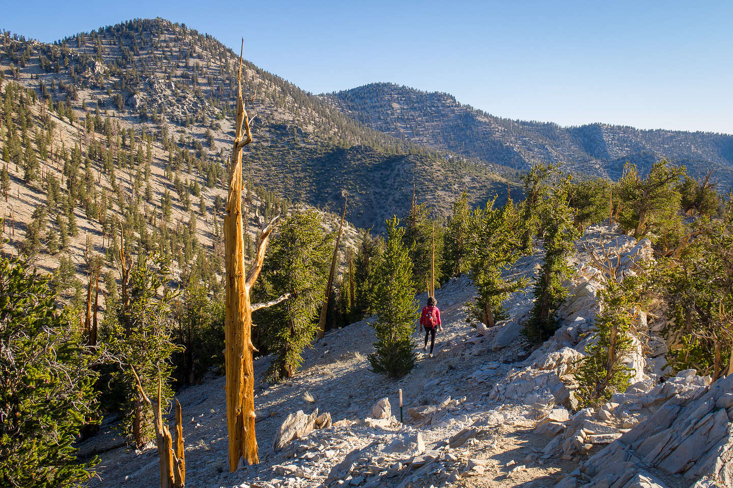 Lolo sets out on the Methuselah Trail Lolo sets out on the Methuselah Trail