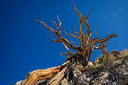 Along the Methuselah Trail in the Schulman Grove