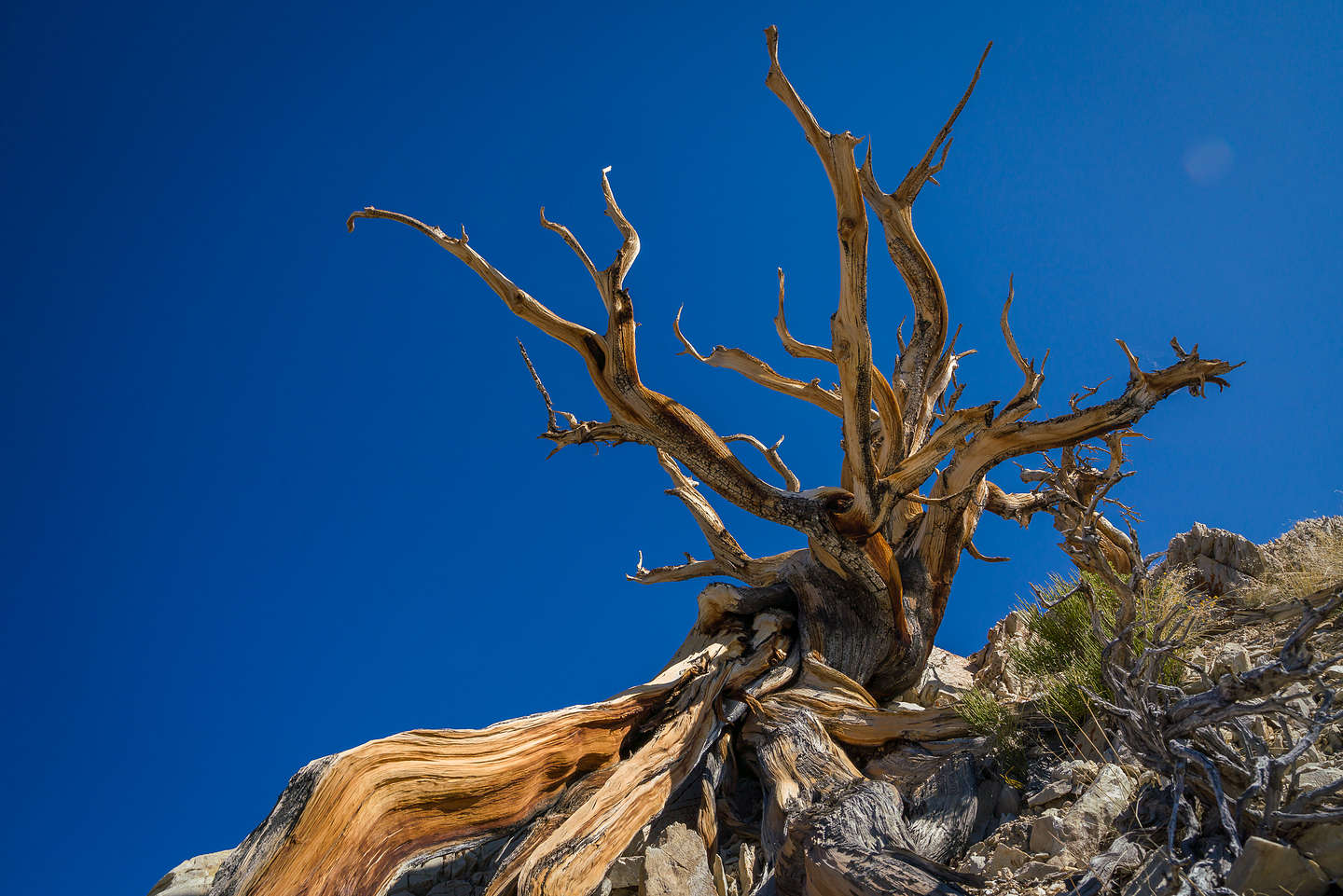 Along the Methuselah Trail in the Schulman Grove