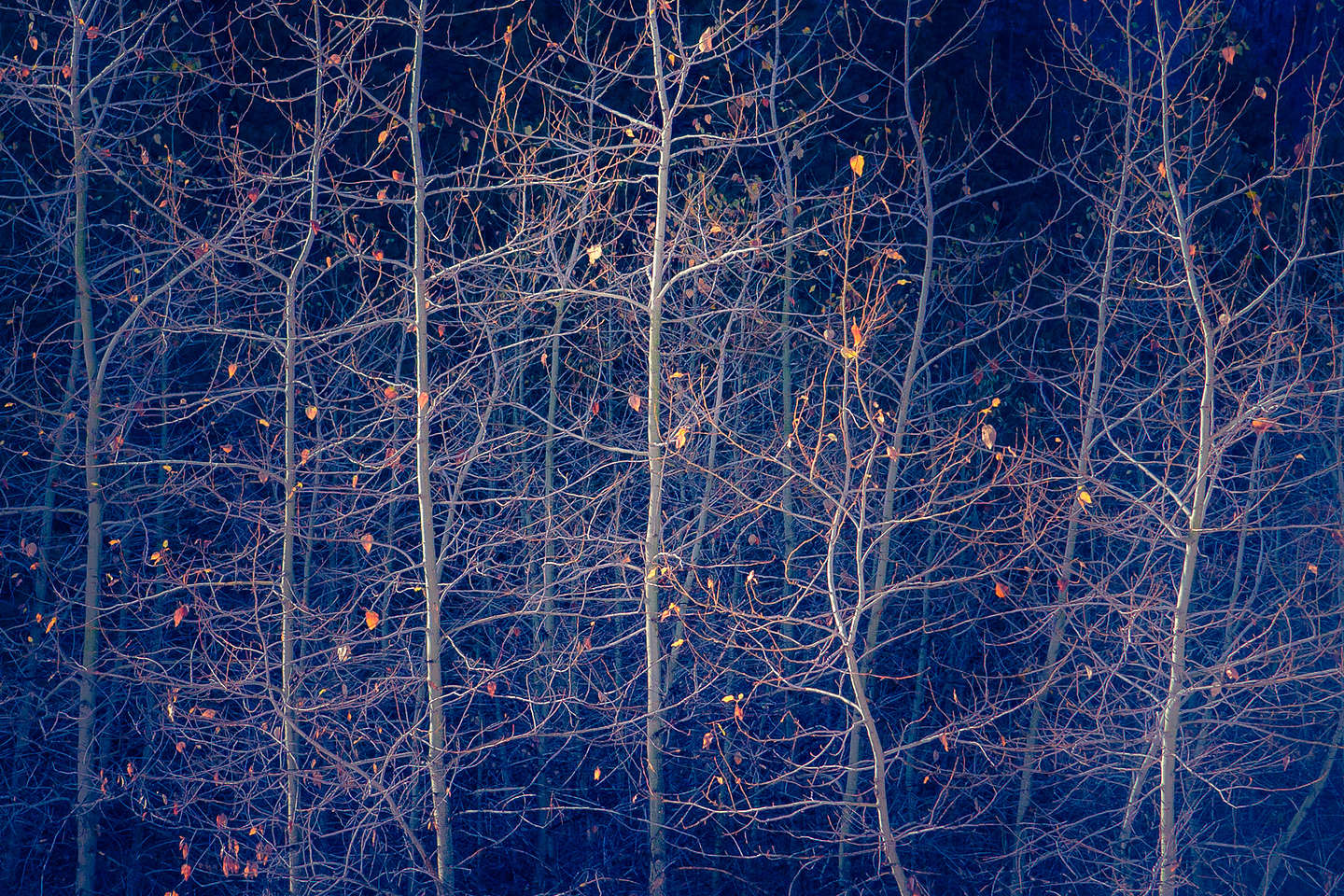 Nature's ornaments in the trees Nature's ornaments in the trees