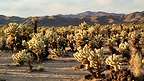 Cholla Cactus Garden