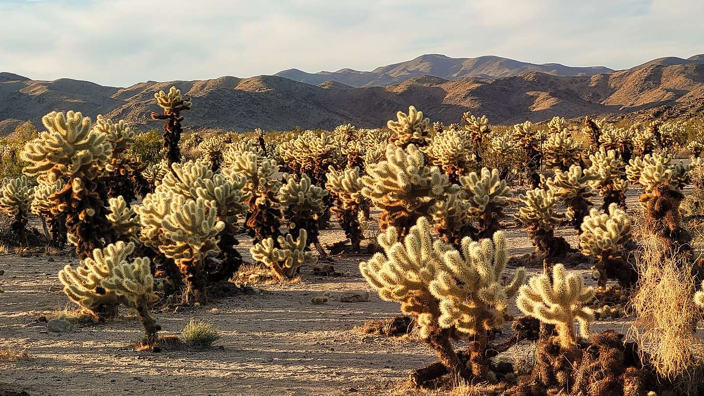 Cholla Cactus Garden Cholla Cactus Garden