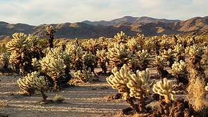 Cholla Cactus Garden