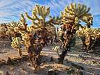 Cholla Cactus Garden