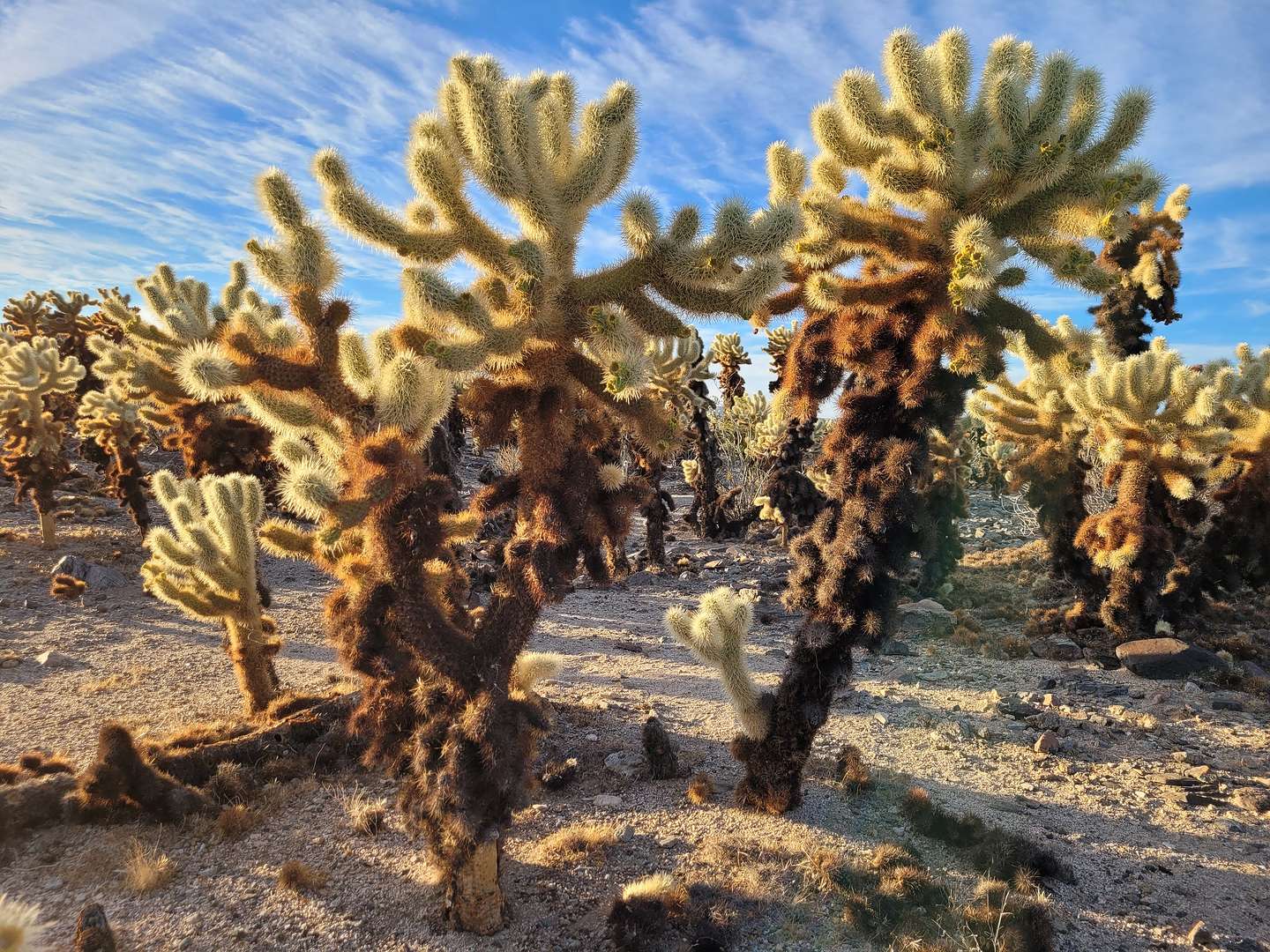 Cholla Cactus Garden Cholla Cactus Garden