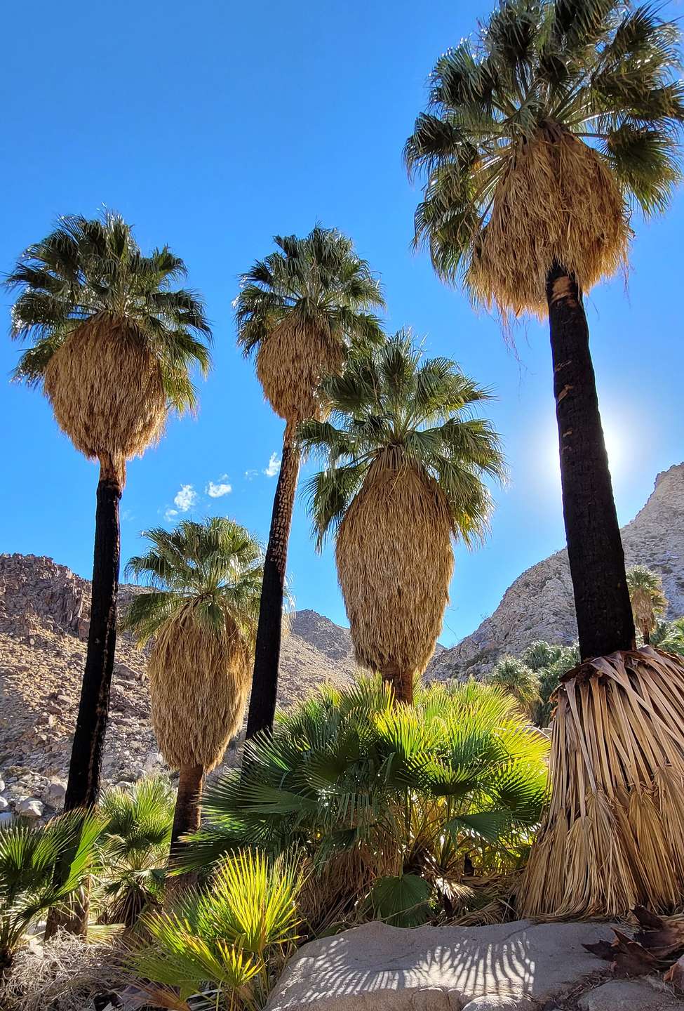 Fortynine Palms Oasis