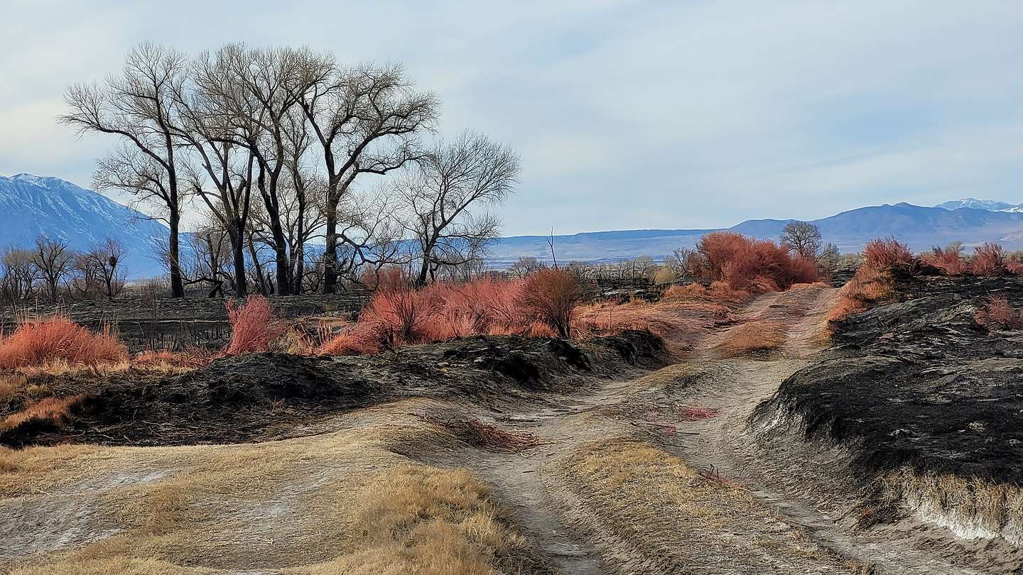 Burn area from the Bishop Airport fire Burn area from the Bishop Airport fire