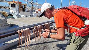Fresh caught octopus