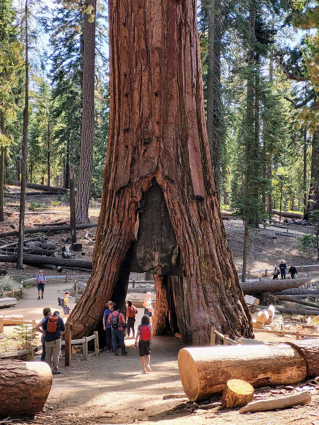 The California Tunnel Tree The California Tunnel Tree