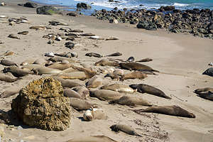 Elephant Seal Rookery