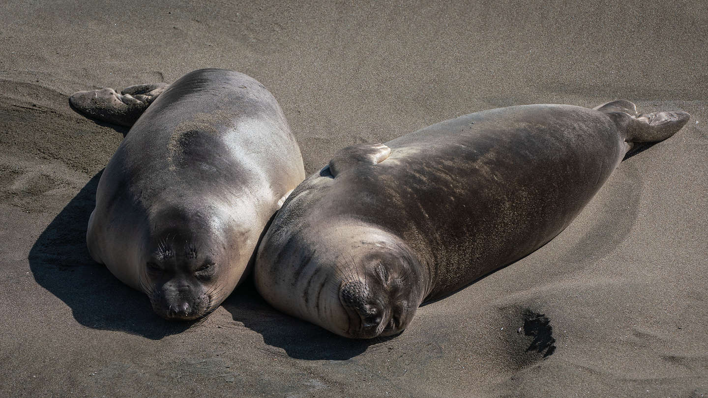 Pups at the Elephant Seal Rookery Pups at the Elephant Seal Rookery