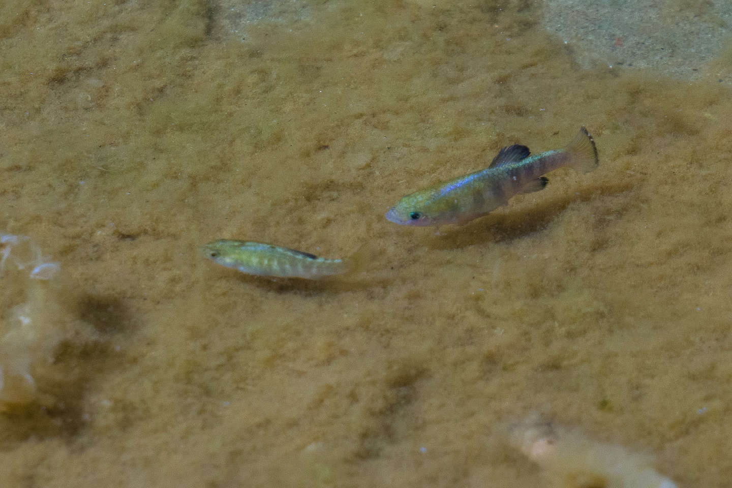 Saratoga Springs pupfish