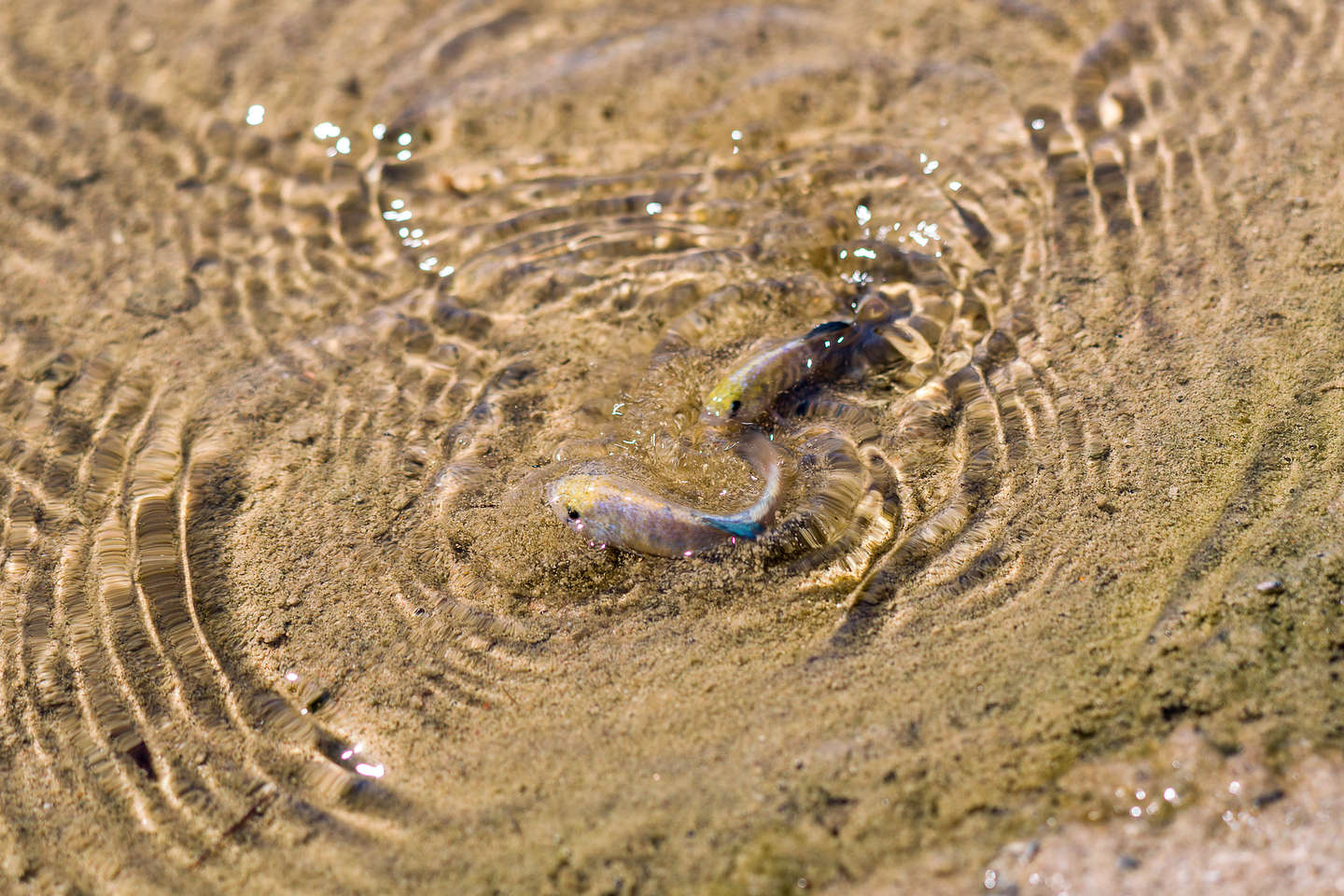 Salt Creek pupfish foreplay Salt Creek pupfish foreplay