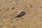 Salt Creek pupfish working on specie survival