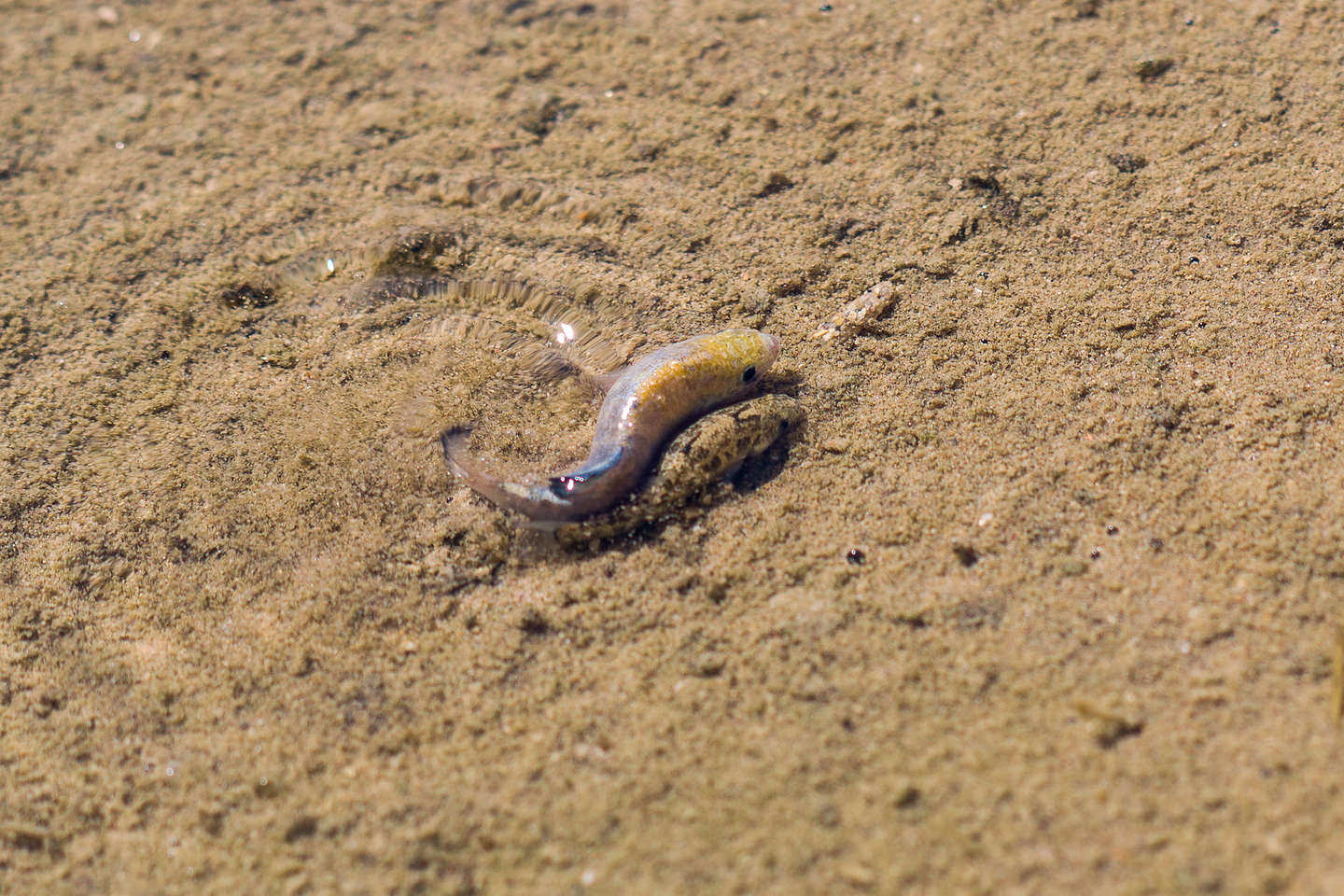 Salt Creek pupfish working on specie survival