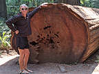 Fallen Redwood log