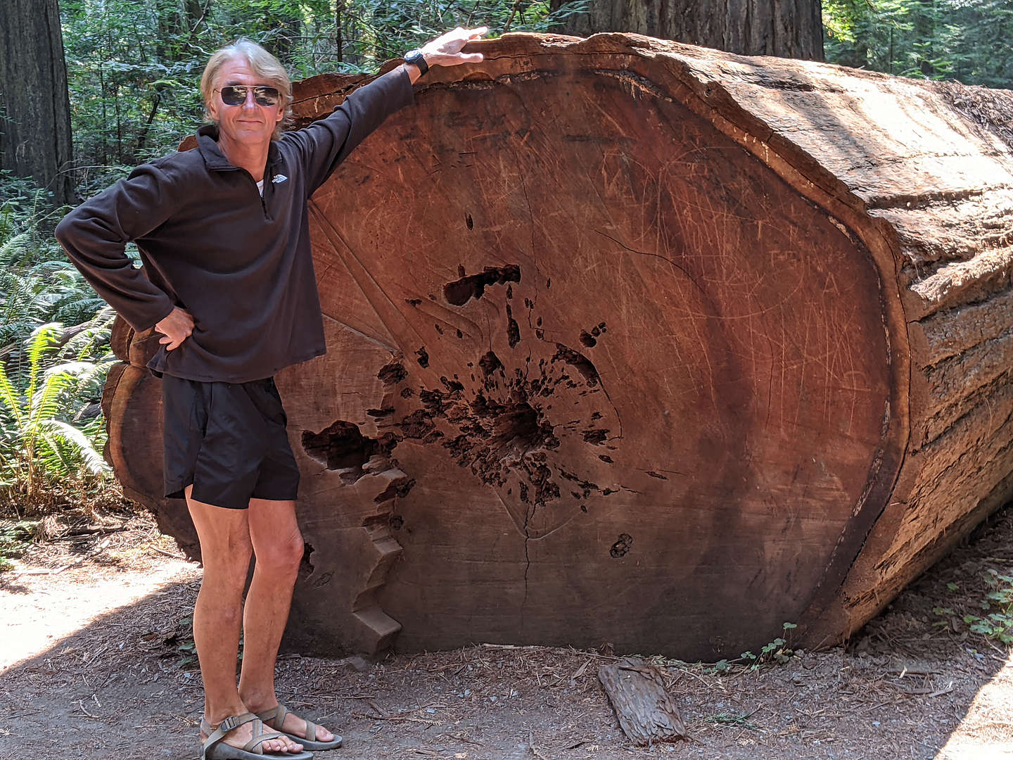 Fallen Redwood log