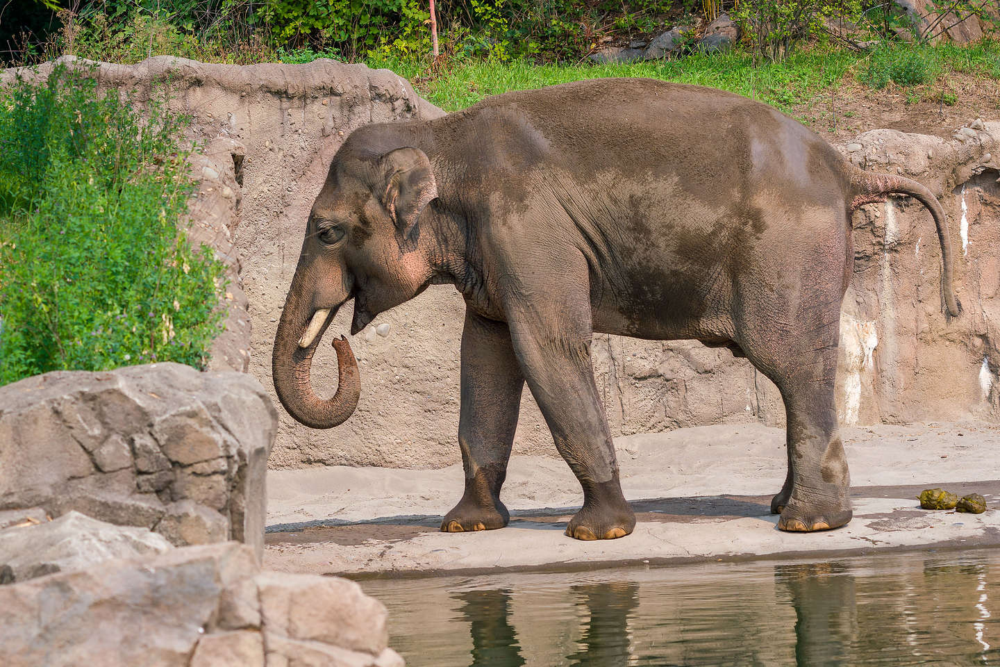 Portland Zoo Portland Zoo
