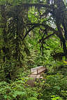 Quinault Rainforest