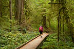 Quinault Rainforest