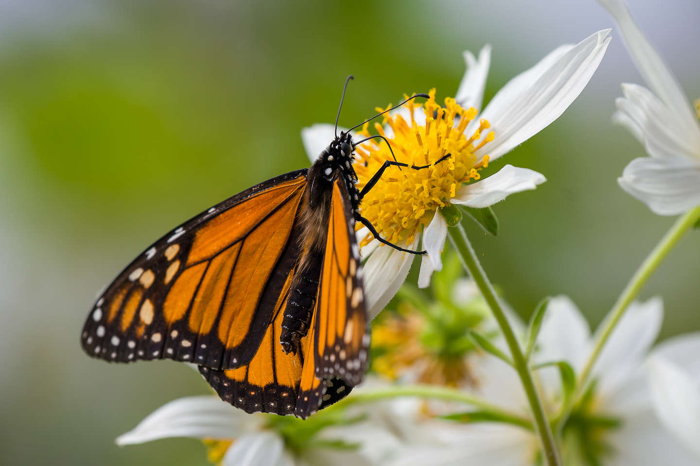 Brave little monarch leaves the cluster Brave little monarch leaves the cluster
