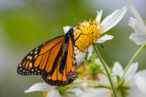 Brave little monarch leaves the cluster