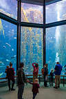 Monterey Bay Aquarium - Kelp Forest 