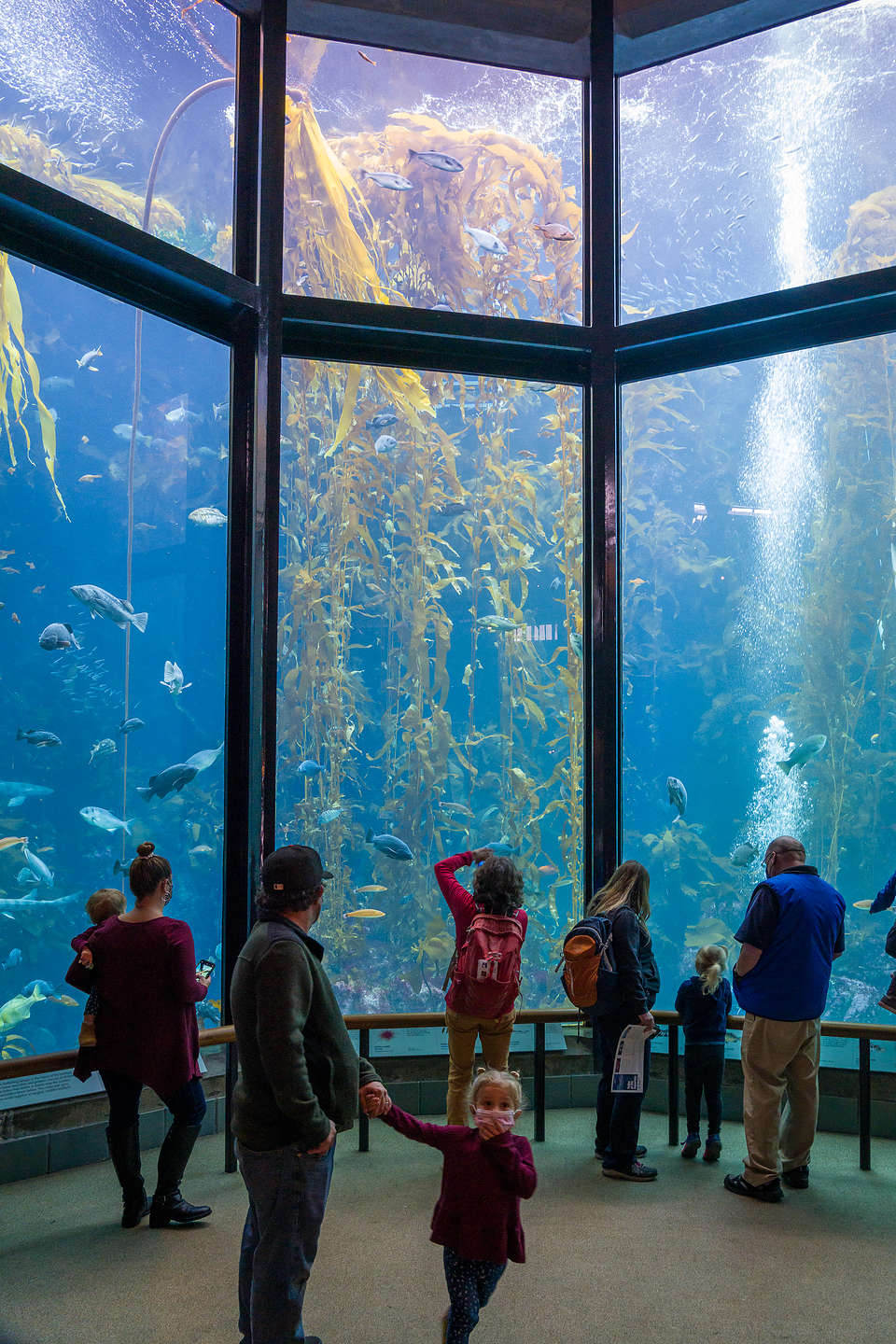 Monterey Bay Aquarium - Kelp Forest Monterey Bay Aquarium - Kelp Forest