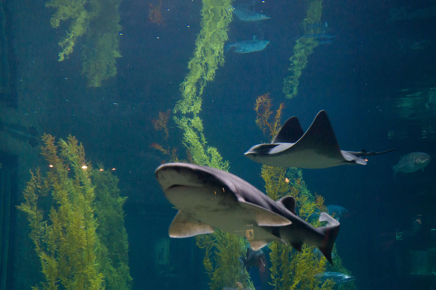 Kelp Forest residents Kelp Forest residents