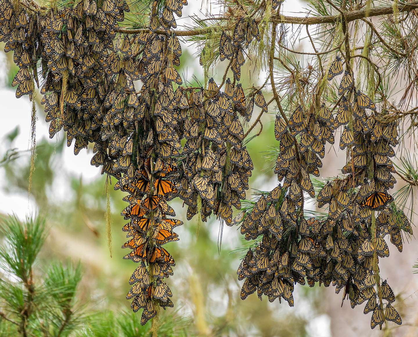 Cluster of monarch butterflies on eucalyptus branch Cluster of monarch butterflies on eucalyptus branch