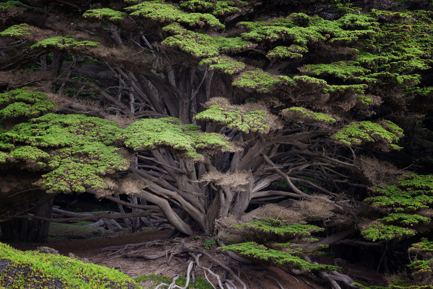 Cypress tree on the path to Pfeiffer Beach