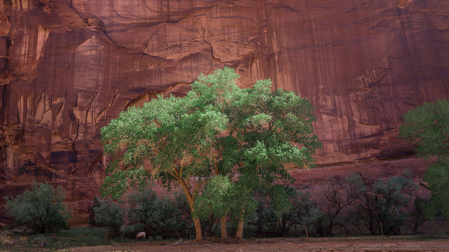 Lush greenery in the canyon Lush greenery in the canyon