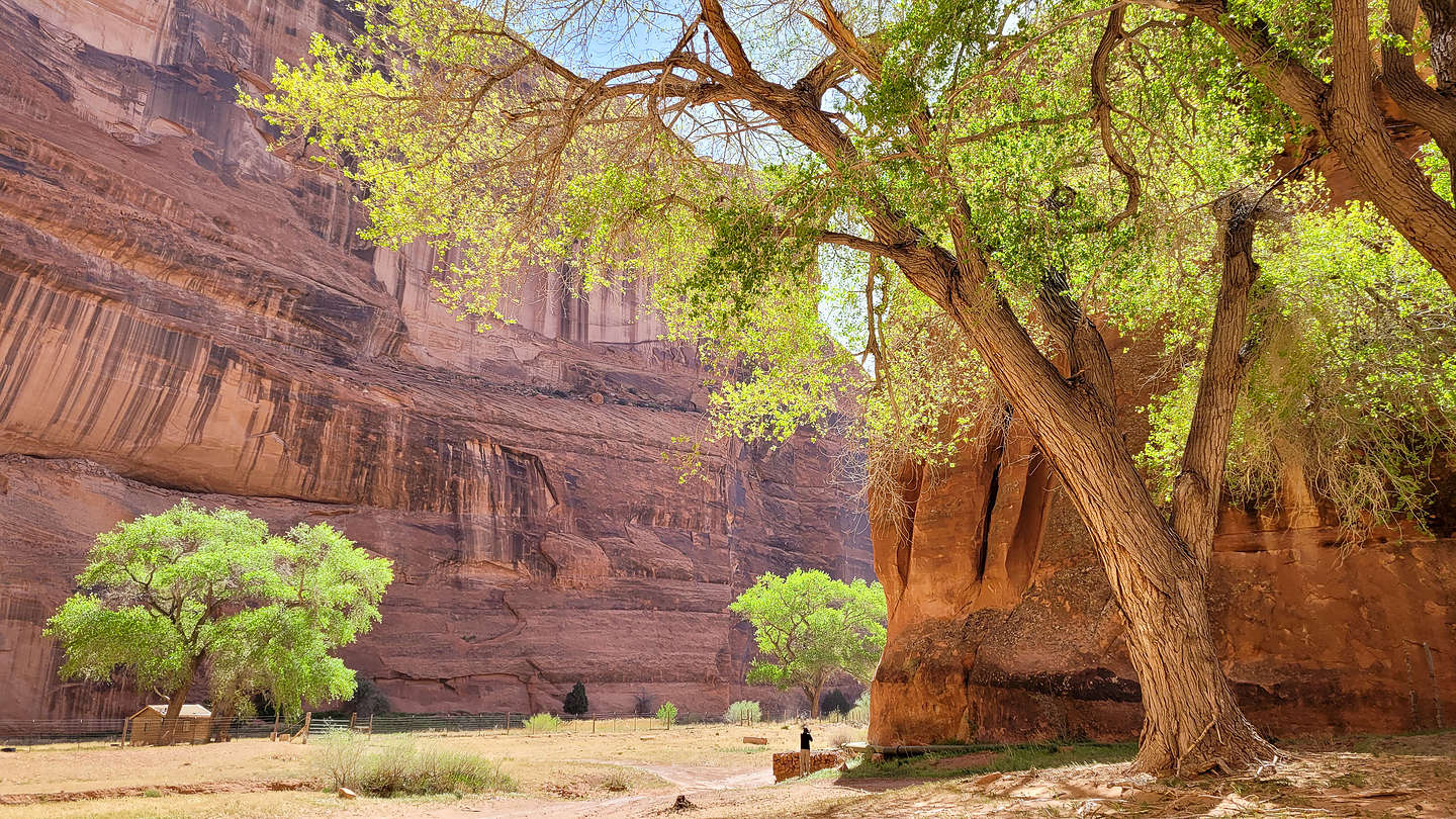 The greenery of the canyon floor