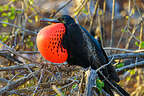 Magnificent Frigatebird