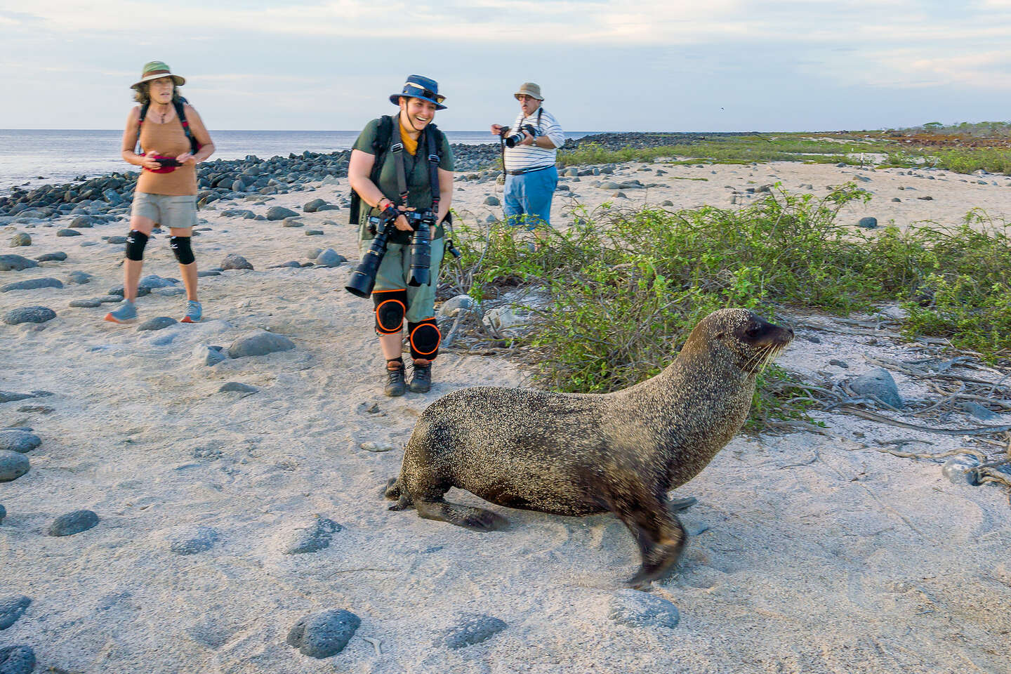 Making friends with a friendly fur seal