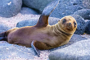 Fur Seals bidding us farewell