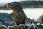 Fur seal