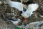 Swallow-tailed gull and her young