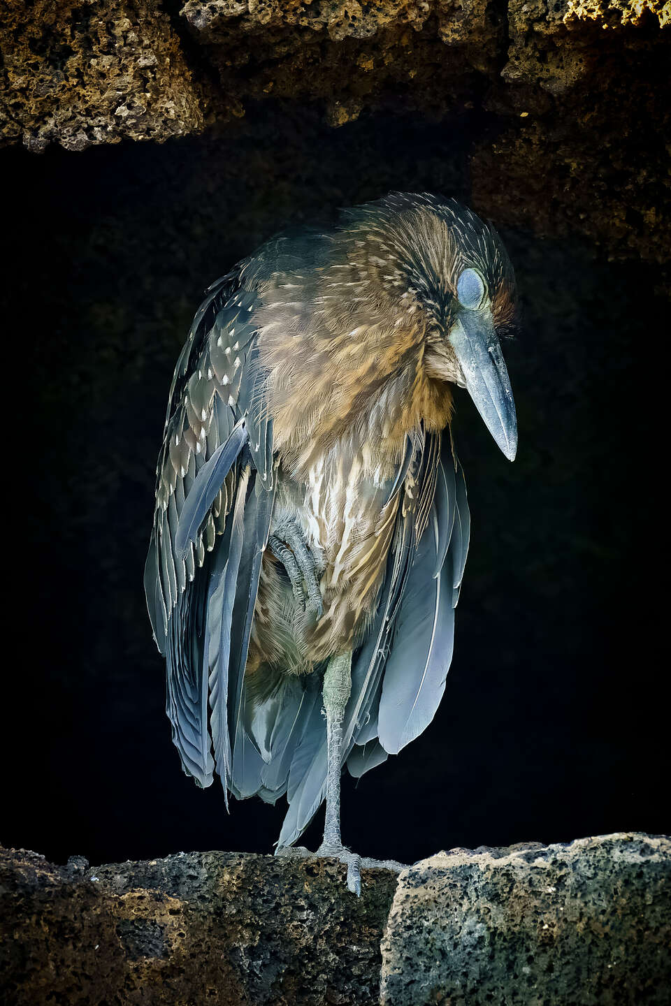 Yellow-crowned night heron Yellow-crowned night heron