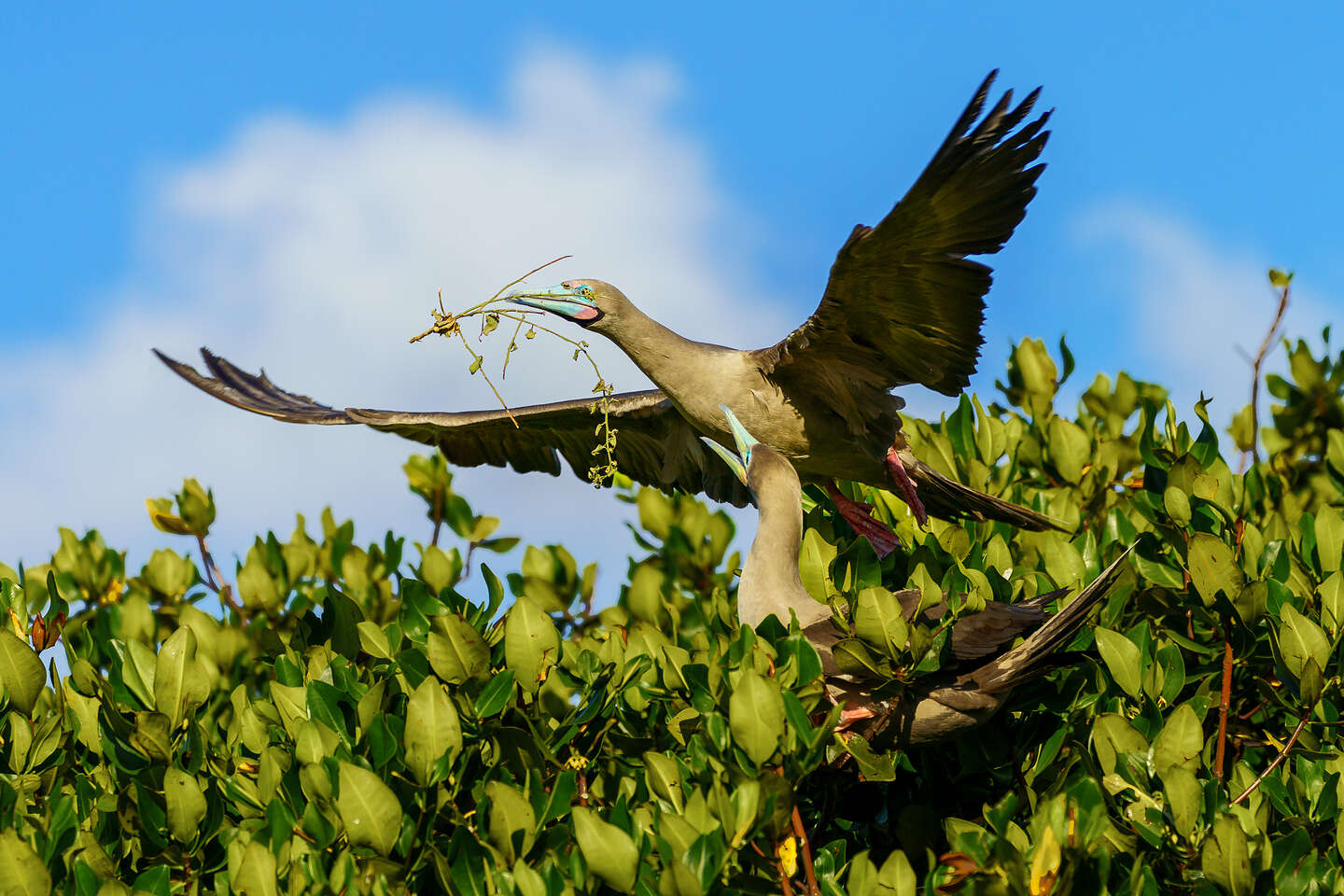 Male red-footed booby bringing twigs to nest Male red-footed booby bringing twigs to nest